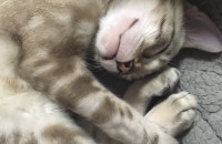 스노우뱅갈고양이