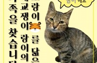 5개월 된 개냥이 아깽이의 가족이 되어주세요~♥