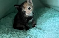 혼자 울고 있던 한달된 아기냥이 분양합니다