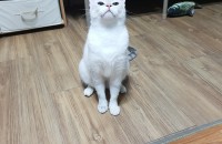 2살 중성화한 샴 링스 여아 분양합니다