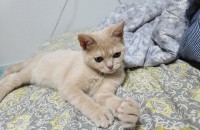 브리티쉬 숏헤어 무료 분양합니다