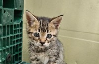 회사에서 길냥이가 출산을 했어요.