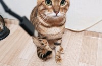 두마리입양보내요