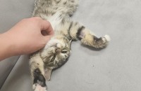 코숏 고등어 무료분양합니다