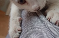 [부산]3개월 추정 코숏(여)분양합니다.(병원 검진 완료)