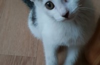 [부산]3개월 정도된 코숏(여) 분양합니다