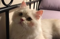 전남 여수 페르시안 여아 5살 분양합니다