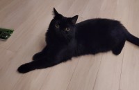 먼치킨 롱래그 블랙 여아