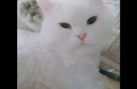 페르시안 2살 암컷수컷 두마리 입양보냅니다..