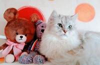 7살 페르시안 이에요