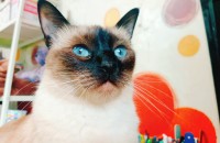 8살 개냥이 입니다..