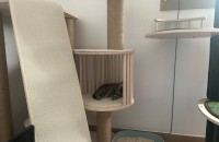 뱅갈3개월령 남아 새주인 찾아요