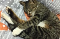 고양이 무료 분양