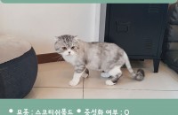 스코티쉬 폴드 남아 무료분양 합니다.