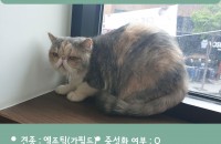 엑죠틱 여아 무료분양 합니다.