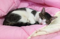 서울 강서 고양이 무료 분양합니다