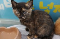 부산) 코숏 무료분양합니다