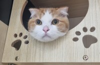 오목조목 너무 귀엽고 온순한 스코티시폴드 호박이입니다 !