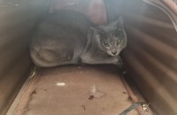 러블리한 3살 러시안블루 수박이 입니당 !