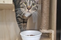 잘생긴 코숏 1살 남아 초코입니다 !