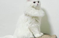 스코티쉬 폴드 수컷 조이 분양 보내요