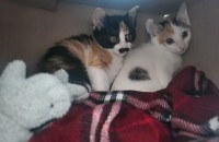 고양이 아가들  집사구합니다