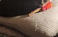 애옹이 분양합니다 ^^ (경북/김천)