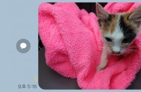 아기고양이 코숏3개월 여아