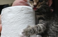 충남 천안에서 젖먹이 코숏(길고양이) 무료 분양합니다.