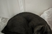 러시안블루 암컷