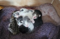 태어난지 한달된 새끼고양이 분양합니다~