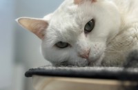 파양당한 터키쉬앙고라 남매의 새로운 가족을 찾습니다