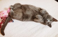 러시안블루 공주님 입양올립니다