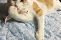 예쁜 6개월아가분양해드려요