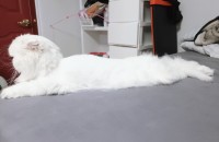 하이엔드 폴드 여자아이 분양해요