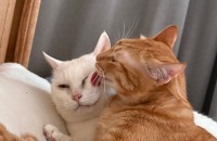 애교많은 고냥이 형제 입양보냅니다!