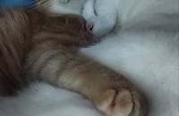 고양이 형제 두마리 입양보냅니다