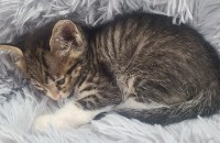 고양이 무료분양