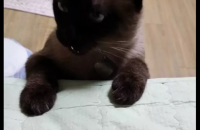샴고양이분양!! 개냥이 ㅎㅎ