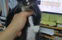 [파주금촌]유기된 코숏 아가고양이 분양합니다.