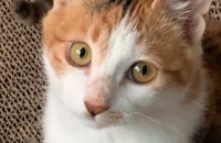 5개월 아기냥이 무료 분양합니다