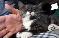 이쁜 고양이 분양합니다