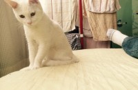 흰 고양이 무료분양해요