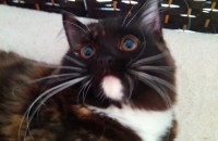 먼치킨 7개월 너무이쁜  여자아이 분양보내요..