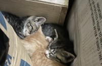 새끼 고양이 무료분양합니다.