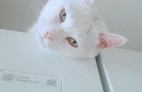 개냥이 분양합니다(전남)