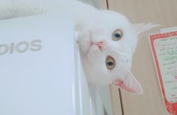 개냥이 분양합니다(전남지역)