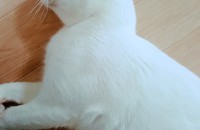 (전남여수.순천)개냥이 분양합니다