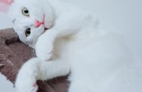 전남여수 고양이 무료분양합니다.