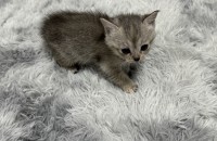 아기고양이 무료 분양 합니다